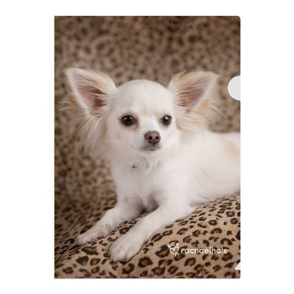 Папка куточок А4 Rachael Hale 1451-02 Axent